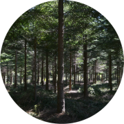 MESA TÉCNICA ENTRE CONAF Y CORMA 2_1