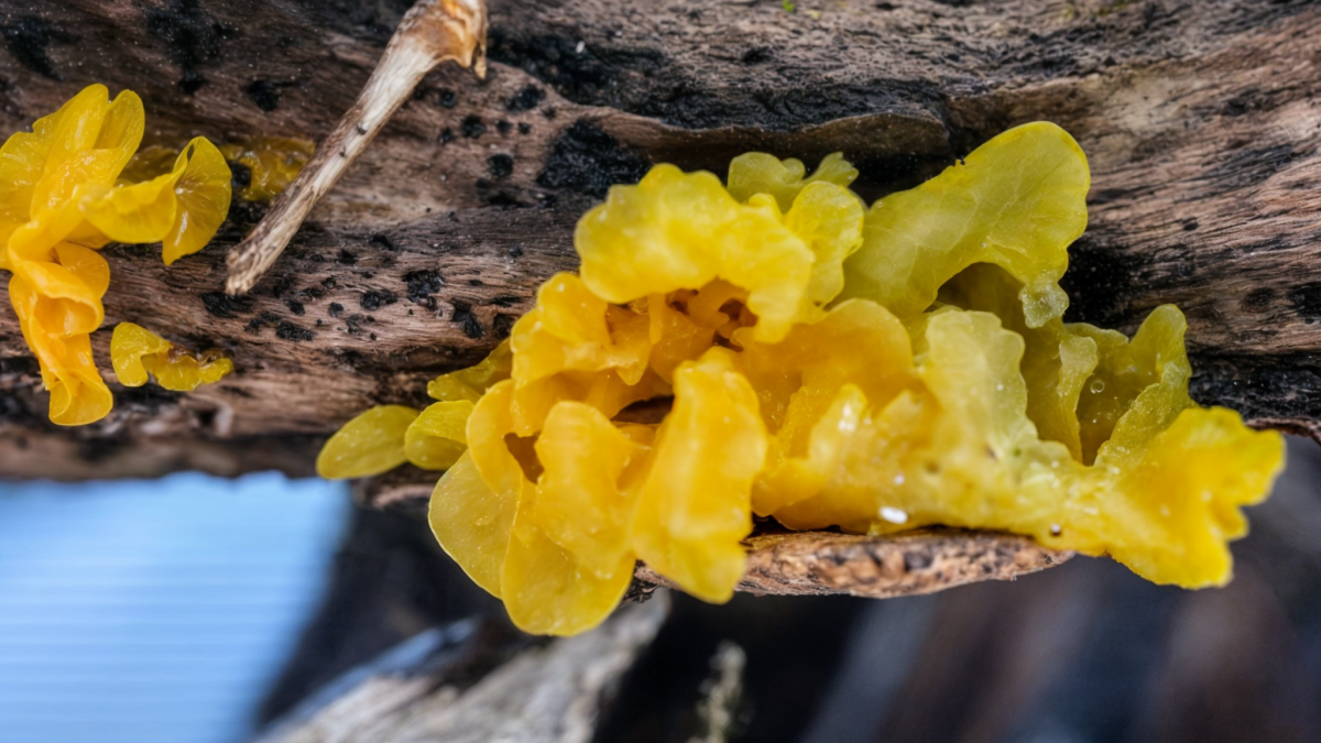 Tremella-Mesenterica