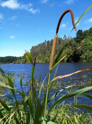 (Vatro) Typha angustifolia