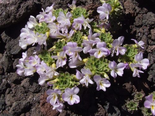 19-Guia-de-Campo Violas-chilenas-1