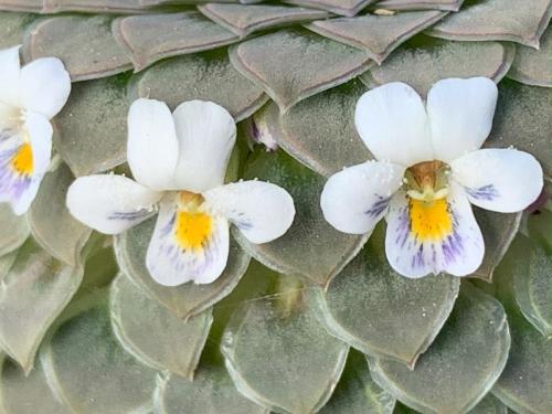 19-Guia-de-Campo Violas-chilenas-3