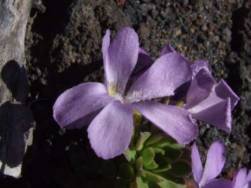 19-Guia-de-Campo Violas-chilenas-9