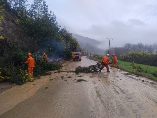Apoyo-sector-forestal-3