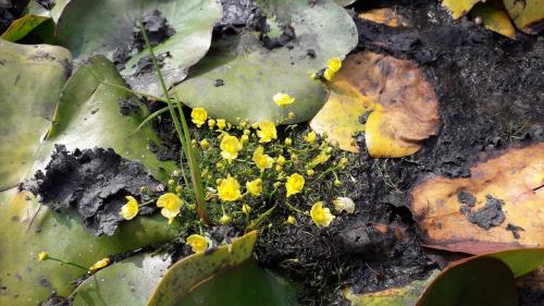 Atrapa bicho (Utricularia gibba)