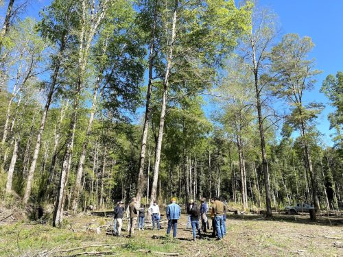 Bosque-Nativo-Villarrica-2