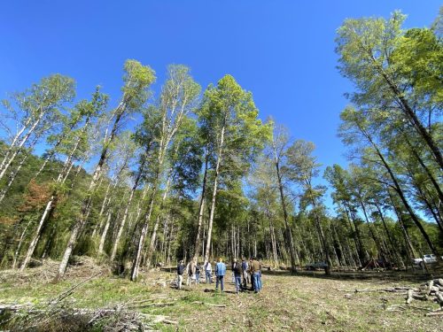 Bosque-Nativo-Villarrica-3