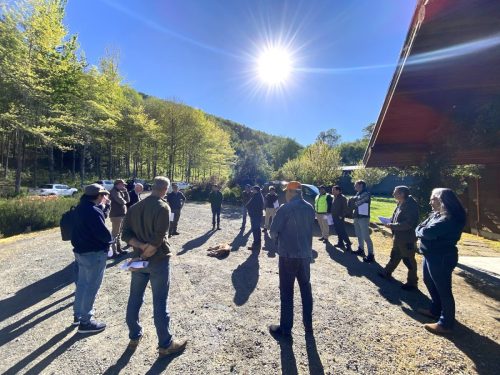 Bosque-Nativo-Villarrica-4