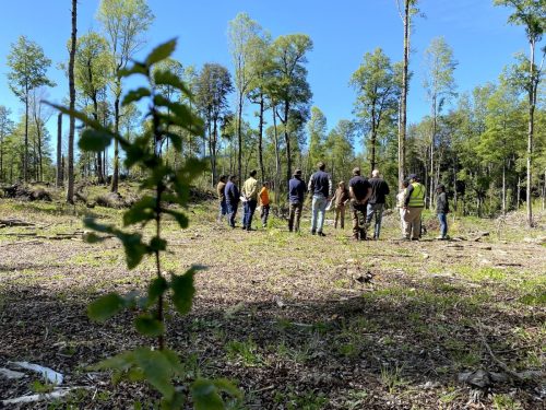 Bosque-Nativo-Villarrica-6