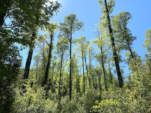 Bosque-Nativo-Villarrica-8