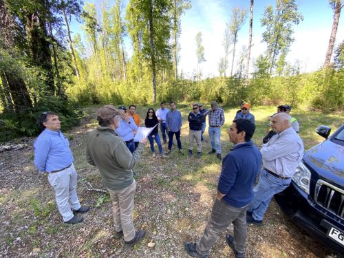 Bosque-Nativo-Villarrica-9