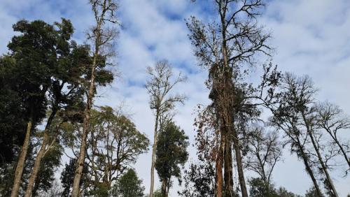 Bosque-nativo-5