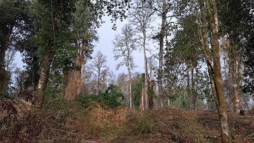 Bosque-nativo-7