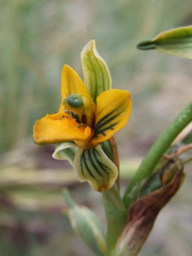 C.bidentata Rucamanque VIII Region