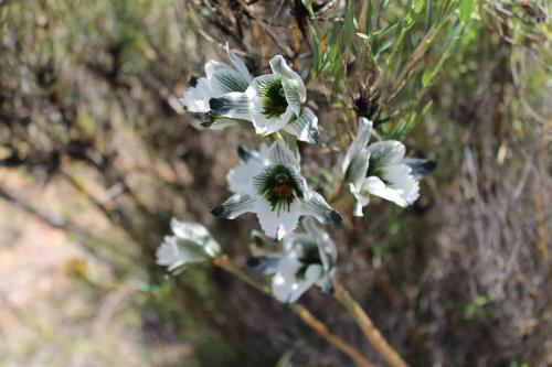 Chloraea bletioides (4)