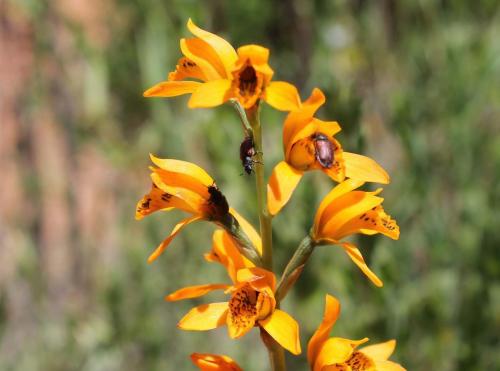 Chloraea chrysantha (3)