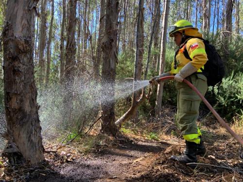 Corma -Participacion-femenina-en-el-sector-forestal-alcanza-el-17-2