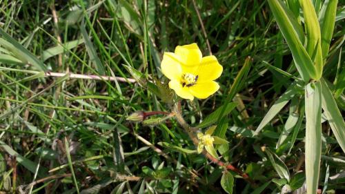 Duraznillo de agua (Ludwigia peploides)