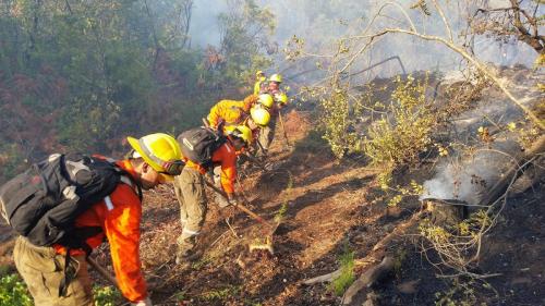 Día del Brigadista Forestal1