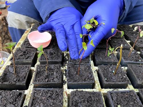 Entrega-Plantas-Corma-Conaf-12