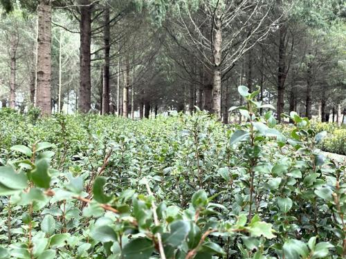 Entrega-Plantas-Corma-Conaf-8