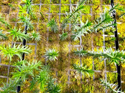 Entrega-Plantas-Corma-Conaf-9