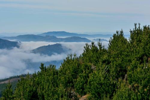 Gore-Biobio-Minagri-y-sector-forestal-impulsan-plan-para-recuperar-areas-afectadas-por-incendios-2