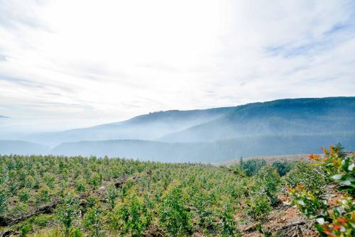 Gore-Biobio-Minagri-y-sector-forestal-impulsan-plan-para-recuperar-areas-afectadas-por-incendios-3 (1)