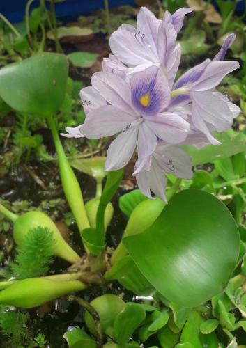 Jacinto de Agua (Eichhornia crassipes)