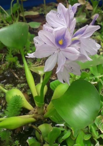 Jacinto de Agua (Eichhornia crassipes)