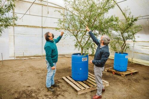 Jaime Espejo junto a Jean Pierre Lasserre, observando semillero de toromiro en el Vivero Carlos Douglas de CMPC en Yumbel. 