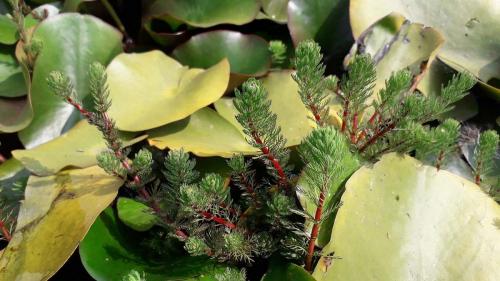 Pinito de agua (Myriophyllum aquaticum)