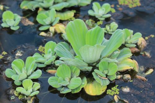 Pistia stratiotes