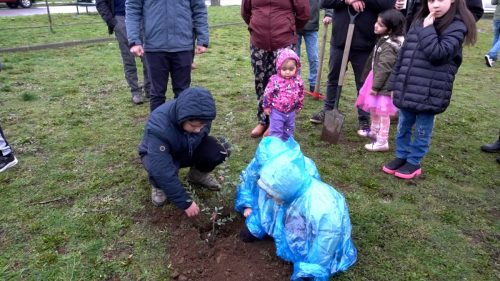 Plantacion-Araucania-2