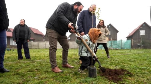 Plantacion-Araucania-3