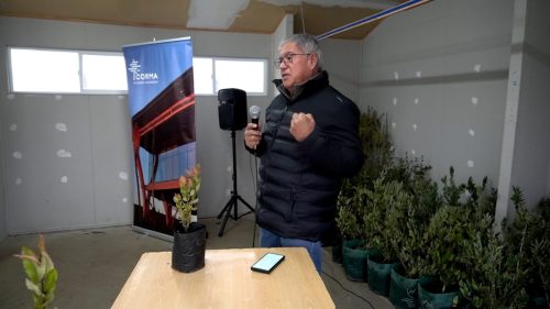 Plantacion-Araucania-5