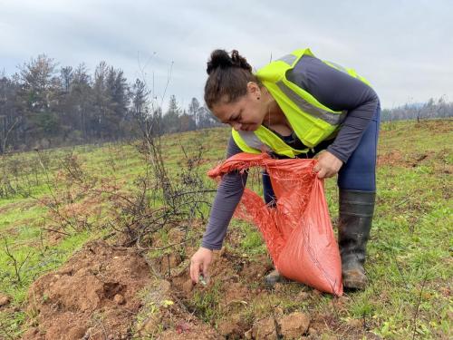 Plantacion-Nuble-6