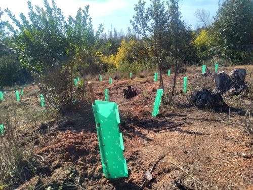 Plantaciones-Biobio-4