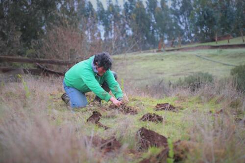 Proyecto de plantaciones y protección de cuencas 10