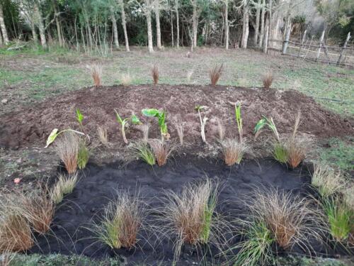 Proyecto de plantaciones y protección de cuencas 8