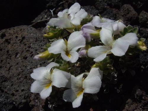 V cotyledon