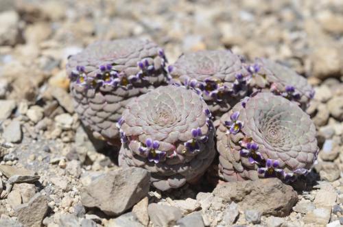 V turritella